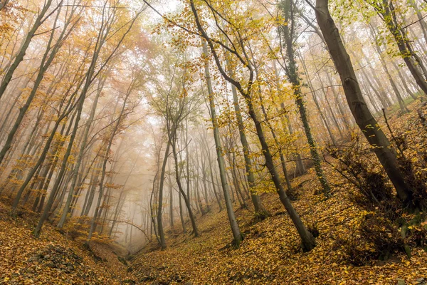 Increíble paisaje otoñal con niebla en el bosque amarillo, Montaña Vitosha — Foto de Stock
