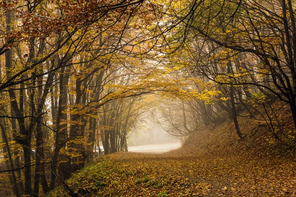 Jesienny widok z mgłą w żółtym lesie, Witosza Góra, Sofia City region — Zdjęcie stockowe