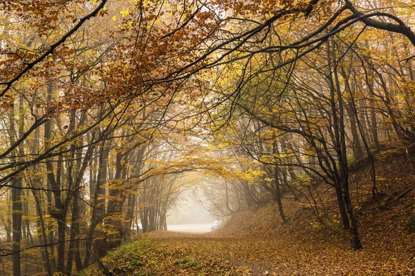 Jesienny krajobraz z mgłą w żółty Las, góry Witosza, Region miasta Sofia — Zdjęcie stockowe