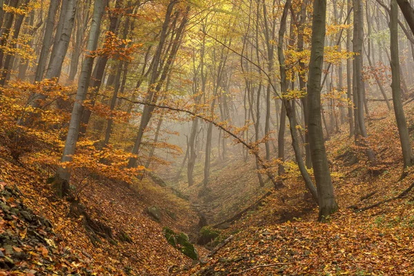 Increíble vista de otoño con niebla en el bosque amarillo, montaña Vitosha, región de la ciudad de Sofía — Foto de Stock
