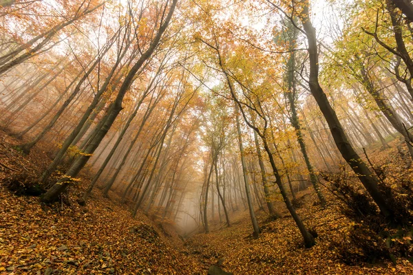 Increíble panorama otoñal con niebla en el bosque amarillo, Montaña Vitosha, Región de la ciudad de Sofía — Foto de Stock