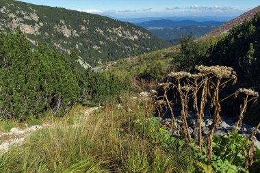 Çalılar ve Rila dağ içinde taşlar