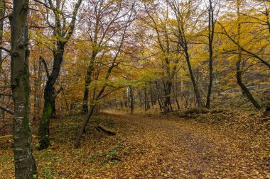Dağ yolu ve sonbahar ağaçlar, Vitosha Mountain, Sofya şehir bölge