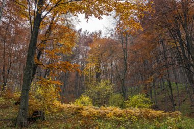Panorama sarı yapraklar kayın, Vitosha Mountain, Sofya şehir bölge