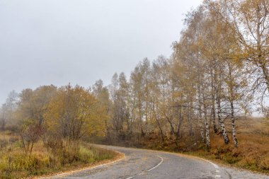 Huş ağacı, Vitosha Mountain, Sofya şehir bölgesi sonbahar yatay, yol ve sarı yapraklar