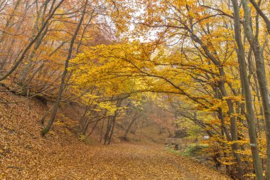 Dağ foodpath ve ahşap köprü, Vitosha Mountain, Sofya şehir bölgesi sonbahar görünümü