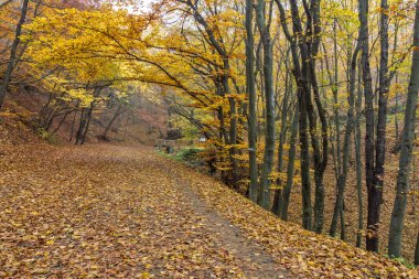 Dağ foodpath, Vitosha Mountain, Sofya şehir bölge inanılmaz sonbahar Panoraması