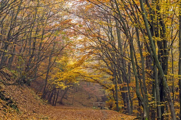 Jesienny widok z góry foodpath, góry Witosza, Region miasta Sofia — Zdjęcie stockowe