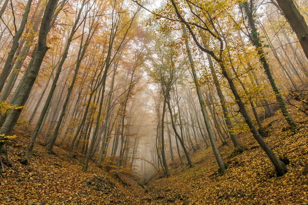 Increíble paisaje otoñal con niebla en el bosque amarillo, Montaña Vitosha — Foto de Stock