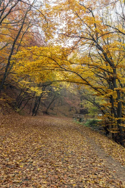 Geweldige herfst landschap van de berg foodpath, Vitosha Mountain, Sofia stadsregio — Stockfoto