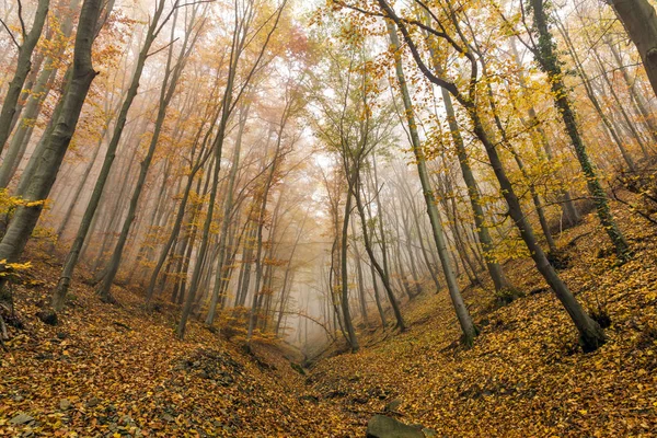 Niebla en el bosque amarillo, montaña Vitosha, región de la ciudad de Sofía — Foto de Stock