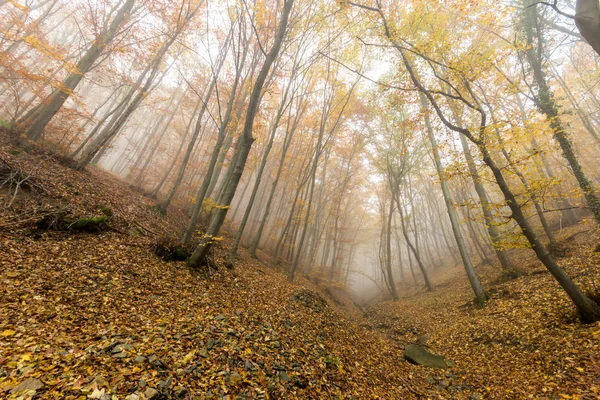 Increíble panorama otoñal con niebla en el bosque amarillo, Montaña Vitosha — Foto de Stock