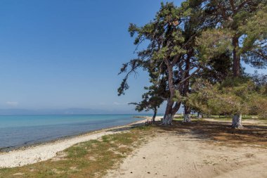 Ağaçlar üzerinde plaj, Ormos Prinou'da, Thassos Adası, Doğu Makedonya ve Trakya