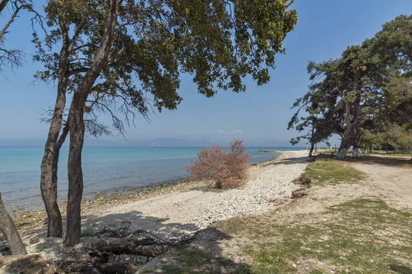 Alberi sulla spiaggia di Ormos Prinou, isola di Taso, Macedonia orientale e Tracia — Foto Stock