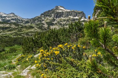Dzhangal tepe ve Pirin Dağı bahar çiçekleri ile şaşırtıcı görünümü