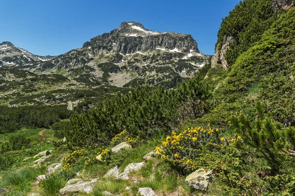 Fantastiska panorama med Dzhangal topp och vårblommor i berget Pirin — Stockfoto