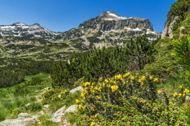 Dzhangal tepe ve Pirin Dağı bahar çiçekleri ile şaşırtıcı görünümü