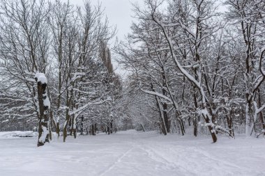 Sofya kentinde Güney Park kar kaplı ağaçlar ile kış peyzaj