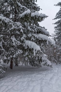 Sofya kentinde Güney Park kar kaplı ağaçlar ile kış peyzaj