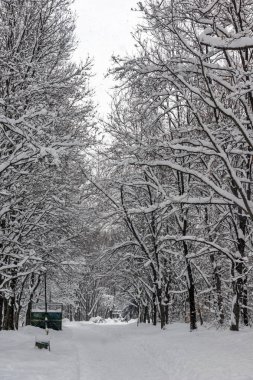 Sofya kentinde Güney Park kar kaplı ağaçlar ile kış peyzaj