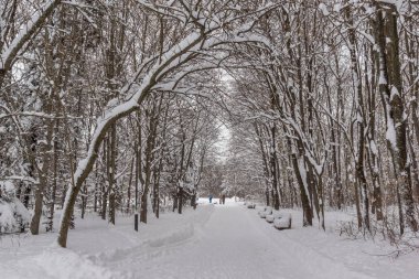 Sofya kentinde Güney Park kar kaplı ağaçlar ile kış peyzaj