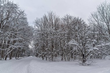 Sofya kentinde Güney Park kar kaplı ağaçlar ile kış peyzaj