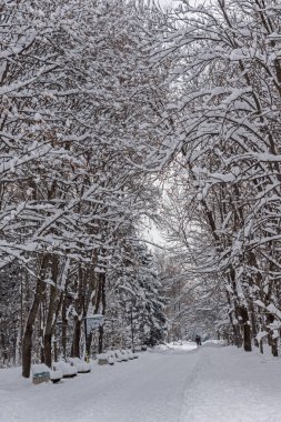 Sofya kentinde Güney Park kar kaplı ağaçlar ile kış peyzaj