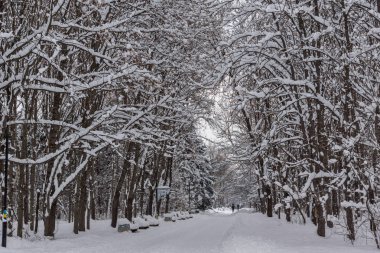 Sofya kentinde Güney Park kar kaplı ağaçlar ile kış peyzaj