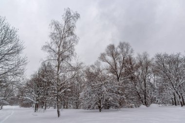 Sofya kentinde Güney Park kar kaplı ağaçlar ile kış peyzaj