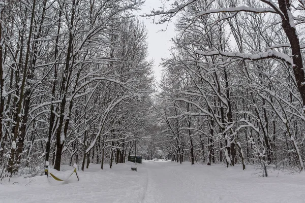 Winter landschap met sneeuw bedekte bomen in South Park in de stad Sofia — Stockfoto