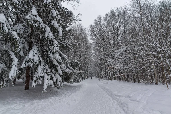 Χειμερινό τοπίο με δέντρα καλυμμένα με χιόνι στο South Park στην πόλη της Σόφιας — Φωτογραφία Αρχείου