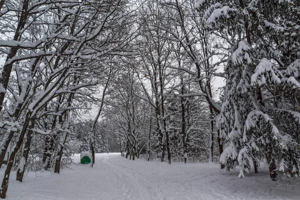 Winter landschap met sneeuw bedekte bomen in South Park in de stad Sofia — Stockfoto