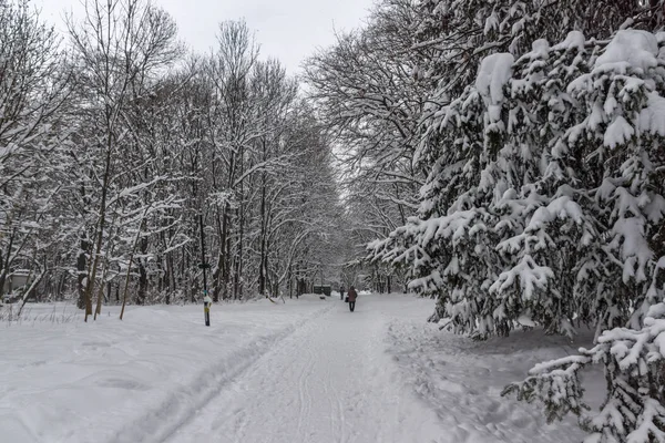 Winter landschap met sneeuw bedekte bomen in South Park in de stad Sofia — Stockfoto
