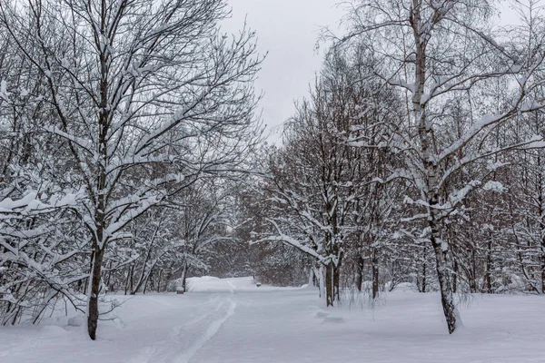 Winter landschap met sneeuw bedekte bomen in South Park in de stad Sofia — Stockfoto