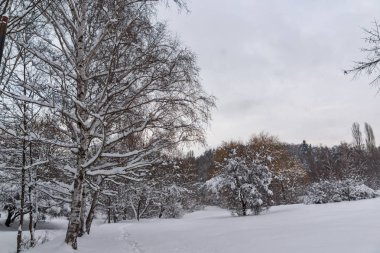 Ağaçlar Sofya şehir South Park'taki kış görünümü kar ile kaplı