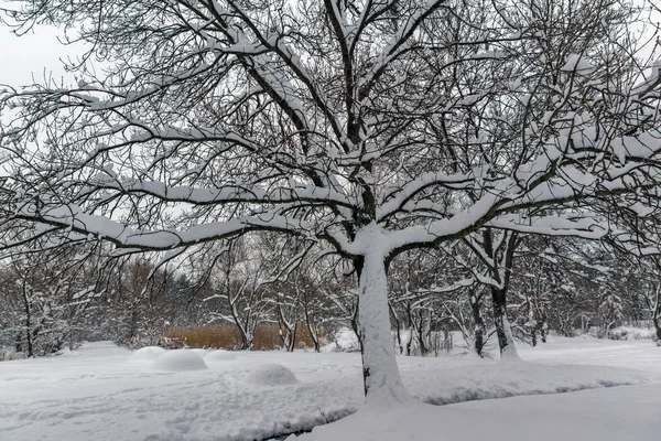 Vista de inverno com árvores cobertas de neve em South Park, na cidade de Sofia — Fotografia de Stock
