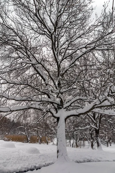 Προβολή του χειμώνα με το χιόνι κάλυψε δέντρα στη Νότιο Πάρκο στην πόλη της Σόφιας — Φωτογραφία Αρχείου