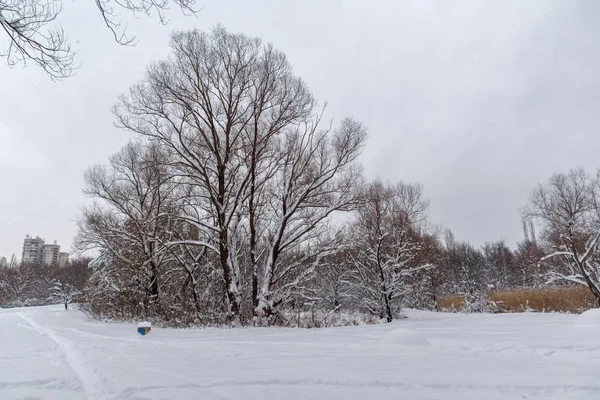 Vista de inverno com árvores cobertas de neve em South Park, na cidade de Sofia — Fotografia de Stock