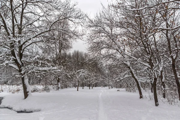 Vista de inverno com árvores cobertas de neve em South Park, na cidade de Sofia — Fotografia de Stock