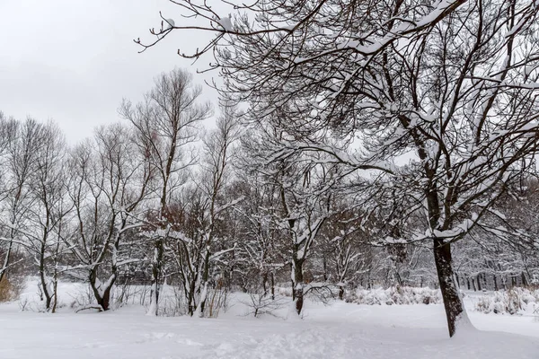 Vista de inverno com árvores cobertas de neve em South Park, na cidade de Sofia — Fotografia de Stock