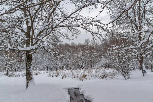 Winters aanblik met sneeuw bedekt bomen in South Park in de stad van Sofia — Stockfoto