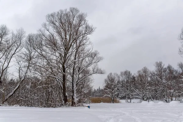 Winters aanblik met sneeuw bedekt bomen in South Park in de stad van Sofia — Stockfoto