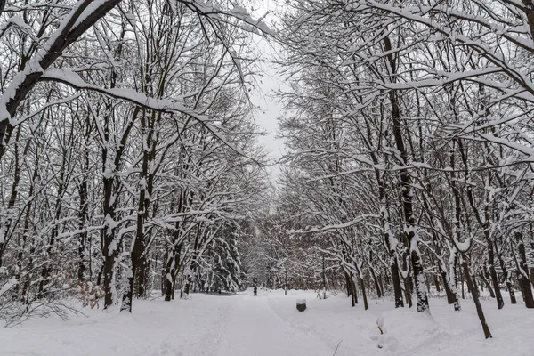 Προβολή του χειμώνα με το χιόνι κάλυψε δέντρα στη Νότιο Πάρκο στην πόλη της Σόφιας — Φωτογραφία Αρχείου