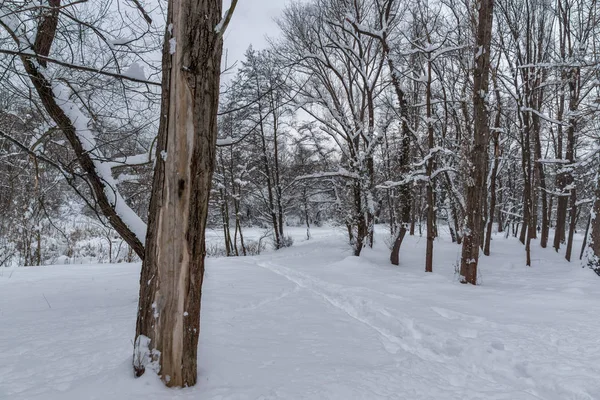 Winters aanblik met sneeuw bedekt bomen in South Park in de stad van Sofia — Stockfoto