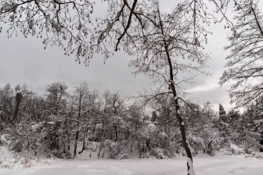 Ağaçlar Sofya şehir South Park'taki kış görünümü kar ile kaplı