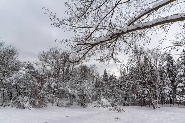 Winters aanblik met sneeuw bedekt bomen in South Park in de stad van Sofia — Stockfoto