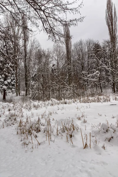 Winters aanblik met sneeuw bedekt bomen in South Park in de stad van Sofia — Stockfoto