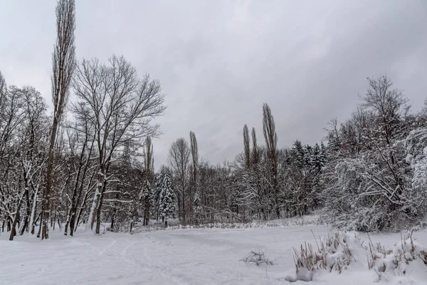 Winters aanblik met sneeuw bedekt bomen in South Park in de stad van Sofia — Stockfoto