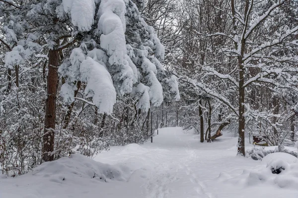 Winters aanblik met sneeuw bedekt bomen in South Park in de stad van Sofia — Stockfoto