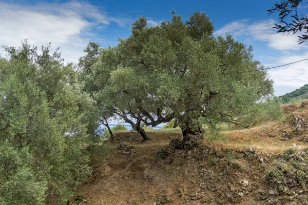 Bosque de olivos en Zakynthos, isla Jónica , — Foto de Stock